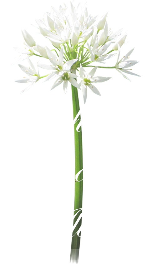 Esther Shocrón Alberdi